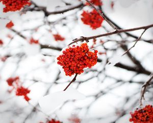 Preview wallpaper rowan, berries, snow, winter