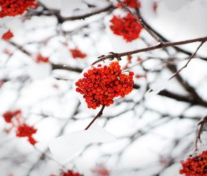 Preview wallpaper rowan, berries, snow, winter