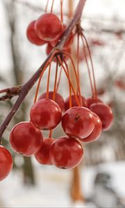 Preview wallpaper rowan, berries, winter, blur, red, macro