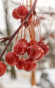 Preview wallpaper rowan, berries, winter, blur, red, macro