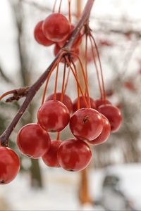 Preview wallpaper rowan, berries, winter, blur, red, macro