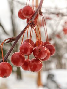 Preview wallpaper rowan, berries, winter, blur, red, macro