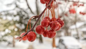 Preview wallpaper rowan, berries, winter, blur, red, macro