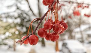 Preview wallpaper rowan, berries, winter, blur, red, macro