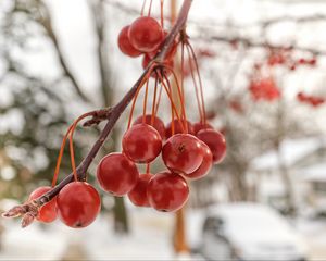 Preview wallpaper rowan, berries, winter, blur, red, macro