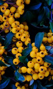 Preview wallpaper rowan, berries, yellow, bunch, macro