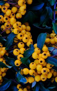 Preview wallpaper rowan, berries, yellow, bunch, macro