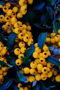 Preview wallpaper rowan, berries, yellow, bunch, macro