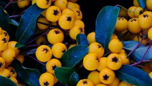 Preview wallpaper rowan, berries, yellow, bunch, macro