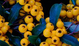 Preview wallpaper rowan, berries, yellow, bunch, macro