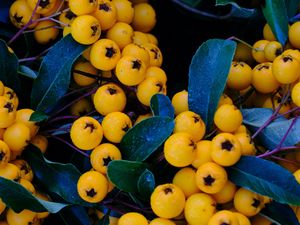 Preview wallpaper rowan, berries, yellow, bunch, macro