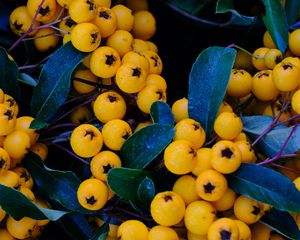 Preview wallpaper rowan, berries, yellow, bunch, macro