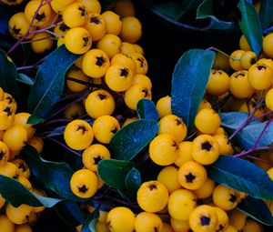 Preview wallpaper rowan, berries, yellow, bunch, macro