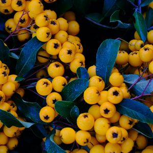 Preview wallpaper rowan, berries, yellow, bunch, macro