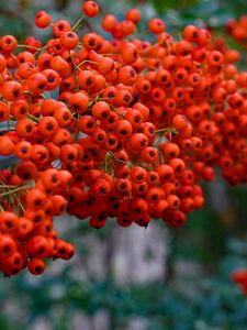 Preview wallpaper rowan, berry, branch, macro