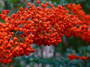 Preview wallpaper rowan, berry, branch, macro