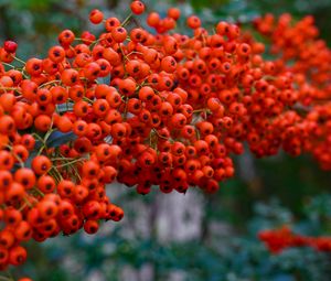 Preview wallpaper rowan, berry, branch, macro