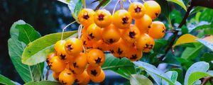 Preview wallpaper rowan, berry, branch, leaves