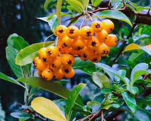 Preview wallpaper rowan, berry, branch, leaves