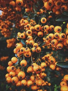 Preview wallpaper rowan, berry, branch, leaves, autumn