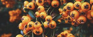 Preview wallpaper rowan, berry, branch, leaves, autumn