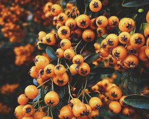 Preview wallpaper rowan, berry, branch, leaves, autumn