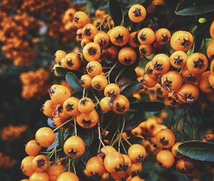 Preview wallpaper rowan, berry, branch, leaves, autumn