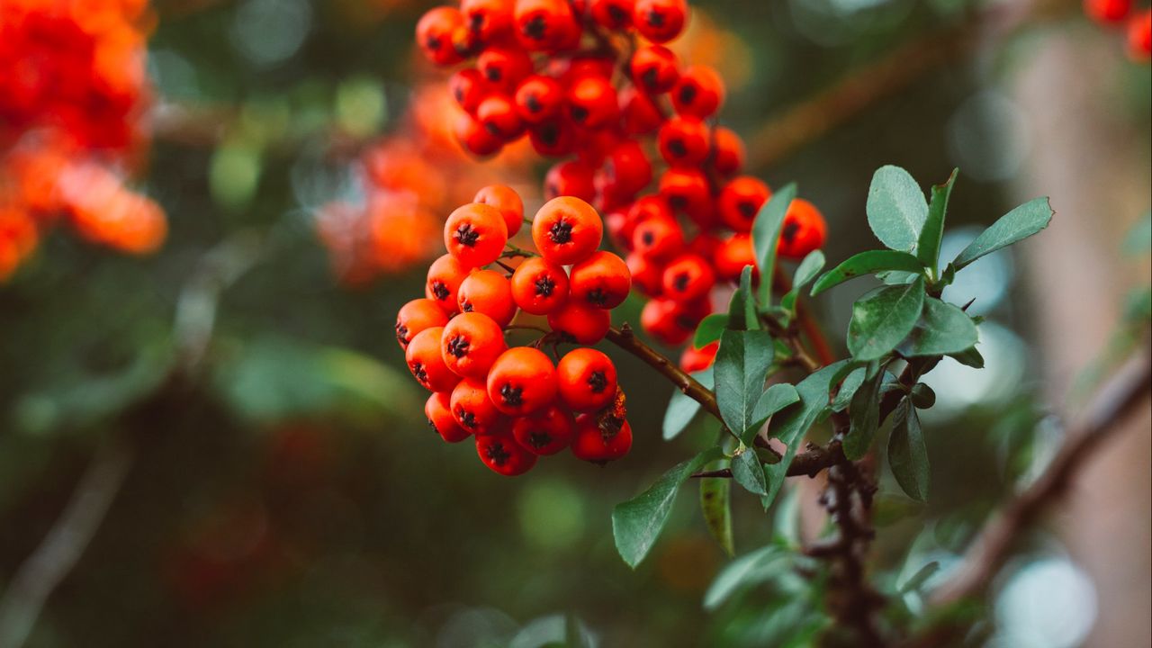 Wallpaper rowan, berry, branches, leaves, macro