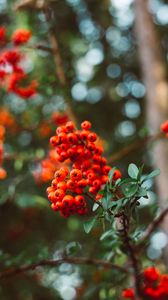 Preview wallpaper rowan, berry, branches, leaves, macro