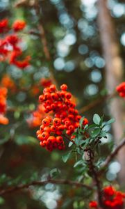 Preview wallpaper rowan, berry, branches, leaves, macro