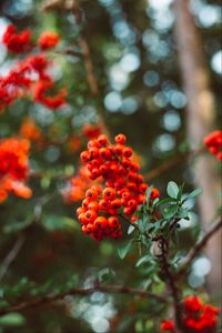 Preview wallpaper rowan, berry, branches, leaves, macro