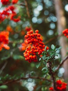 Preview wallpaper rowan, berry, branches, leaves, macro