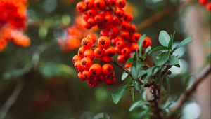 Preview wallpaper rowan, berry, branches, leaves, macro