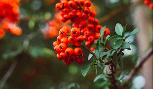 Preview wallpaper rowan, berry, branches, leaves, macro