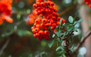 Preview wallpaper rowan, berry, branches, leaves, macro