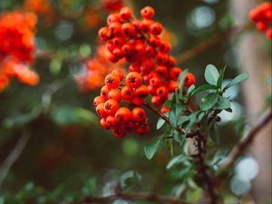 Preview wallpaper rowan, berry, branches, leaves, macro