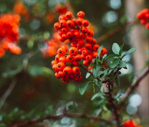 Preview wallpaper rowan, berry, branches, leaves, macro