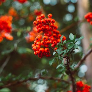 Preview wallpaper rowan, berry, branches, leaves, macro