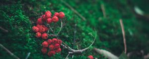 Preview wallpaper rowan, branch, berries