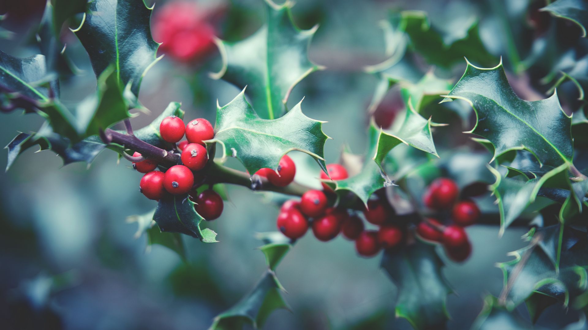 Download wallpaper 1920x1080 rowan, branch, berries full hd, hdtv, fhd ...