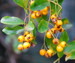 Preview wallpaper rowan, branch, berries