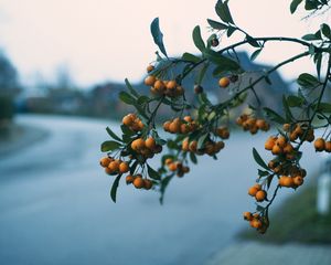 Preview wallpaper rowan, branch, berries, blur