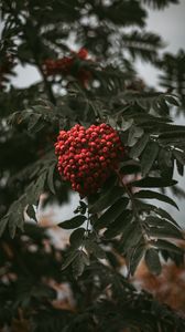 Preview wallpaper rowan, branch, berries, bush, leaves