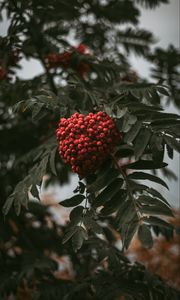 Preview wallpaper rowan, branch, berries, bush, leaves