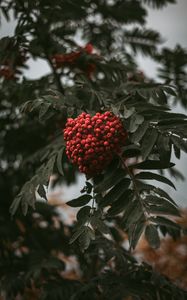 Preview wallpaper rowan, branch, berries, bush, leaves