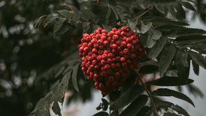 Preview wallpaper rowan, branch, berries, bush, leaves