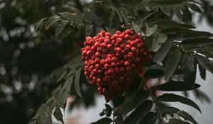 Preview wallpaper rowan, branch, berries, bush, leaves