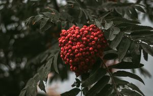 Preview wallpaper rowan, branch, berries, bush, leaves