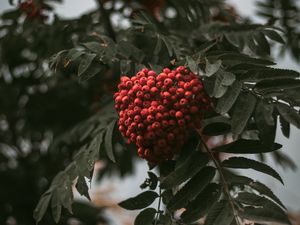 Preview wallpaper rowan, branch, berries, bush, leaves