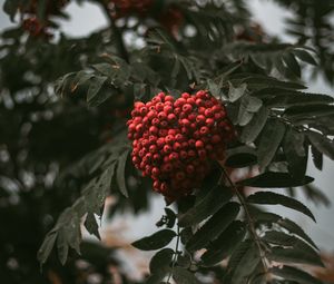 Preview wallpaper rowan, branch, berries, bush, leaves